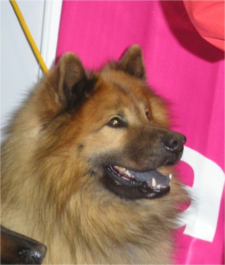 Eros De E. es el unico eurasier Español que tiene los titulos de Campeon Mundial, Internacional, España, Portugal, Gibraltar, Del Club los años 2001, 02, 03, Nombrado por el eurasier club de España mejor eurasier criado en España y subcampeon de Europa, B.I.S. Monografica, siendo el unico eurasier Español que gano exposiciones en Francia